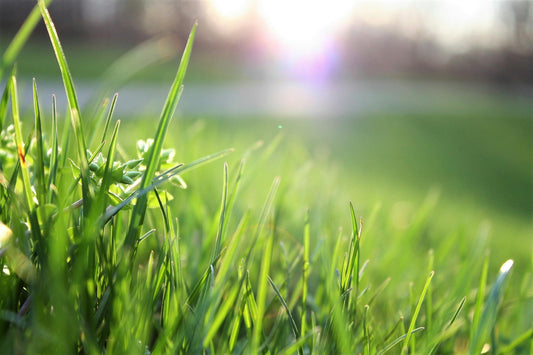 herbes