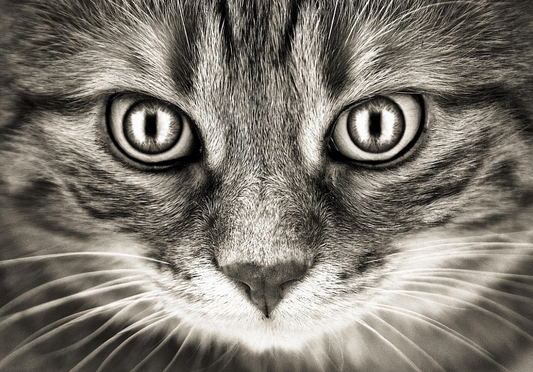 chat mignon focus sur ses yeux