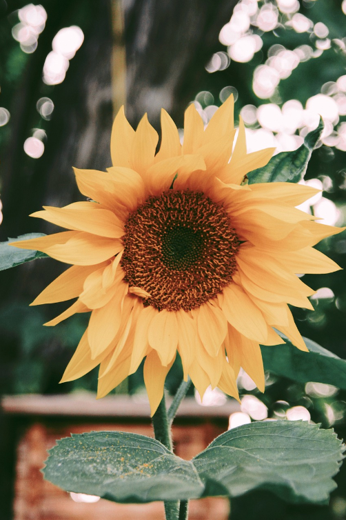Tournesol 